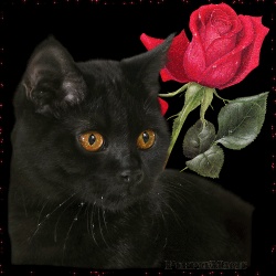 Black_Bad_Kitty