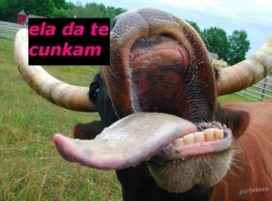 nikolara4ev