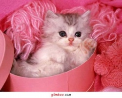 KiTtYs
