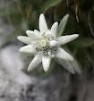 Edelweiss