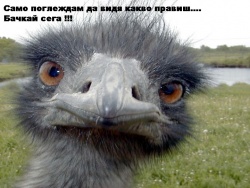 pedan