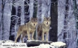 wolf_98