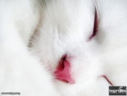 kitten_pld