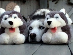 arctic_husci