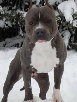 borko_igra4a