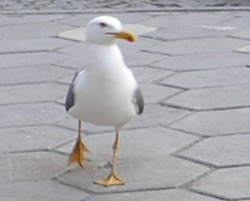 katrinkag