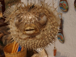 vensolina