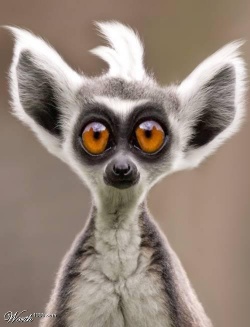 munko