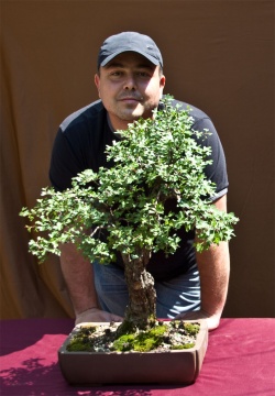 bonsai