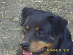 yorkito