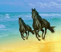 LIBERTE