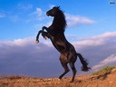 vilm_pm