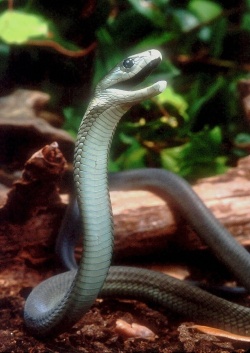 mamba_1