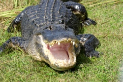aligatori