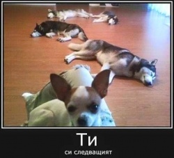 rusi_fox