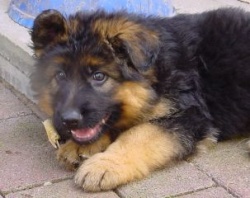 mimka_