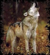 wolf3