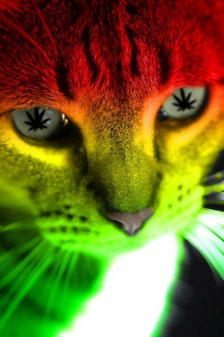 ionitooo