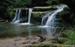treaplea