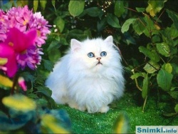 _vilma_