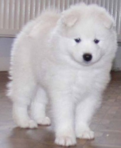 djindjifilka