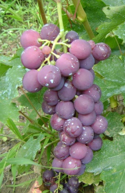 zorlanda