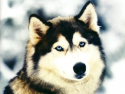 norim