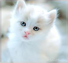 white_cat