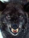 Wolfman666