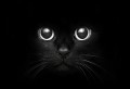 amal