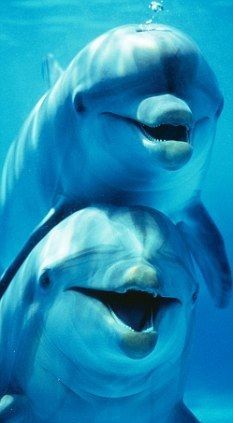 dolphin7