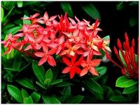 ixora