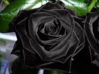 BLACK__ROSE