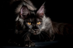 black_kat