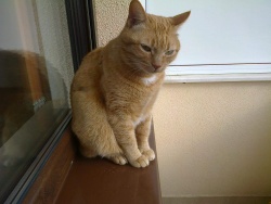 blondinski2004