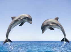 dolphins