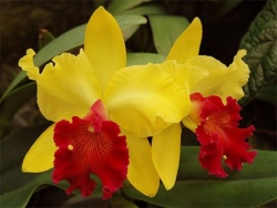 orchid13