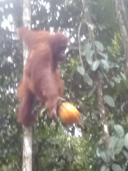 BOLQ