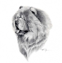 chow