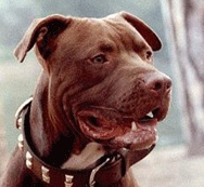 dogy_love
