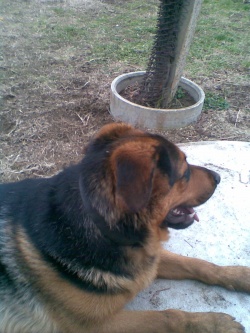 mechoko