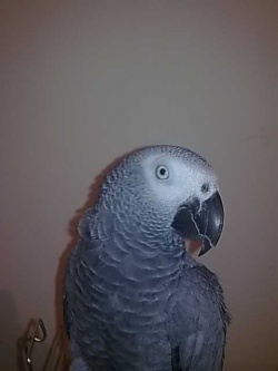 tupana