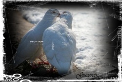 aysun
