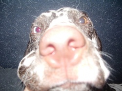ivchonni