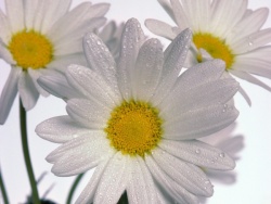 mimoza99