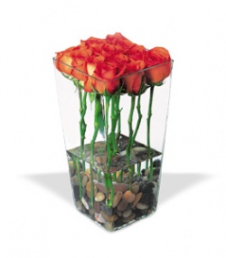 rosa_bg