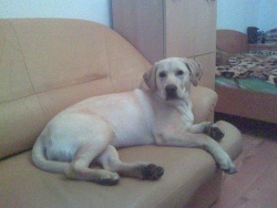 elzi