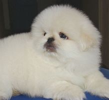 leydibaby