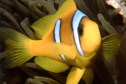 danidesus