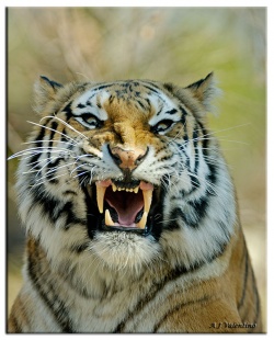 rexxar93